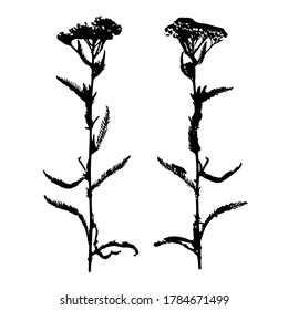 Medicinal herb yarrow. Silhouette of natural herb yarrow. Botanical vector illustration.