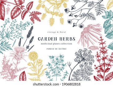 Medicinal herbs background. Hand sketched summer flowers, herbs, weeds, and meadows design. Vintage plant illustrations. Botanical elements in engraved style. Medicinal herbs vector frame