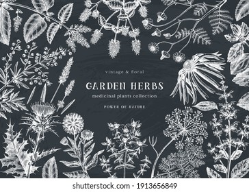 Medicinal herbs background on a chalkboard. Hand sketched summer florals, herbs, weeds, and meadows design. Vintage plant illustration. Herbal elements in engraved style. For cosmetic, perfumery, tea.