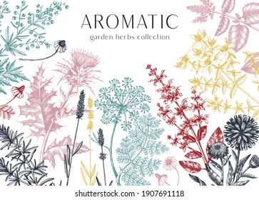 Medicinal herbs banner. Decorative background with vintage plants, flowers, weeds. Herbal medicine and tea ingredients design template. Aromatic and healing herbs flyer. Herbal tea ingredients