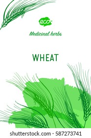 Medicinal herbs banner. Wheat vector illustration. Design for eco, nature products, pharmacy cosmetics, body care product, covers, cards, packaging and more.