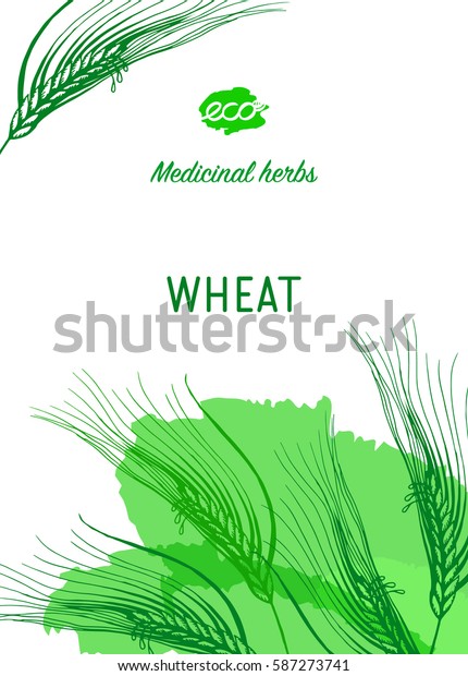 Medicinal Herbs Banner Wheat Vector Illustration Stock Vector