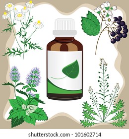 medicinal herbs with bottle, vector illustration