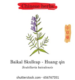 Medicinal herbs of China. Baikal skullcap (scutellaria baicalensis). Hieroglyph translation: Chinese herbal medicine