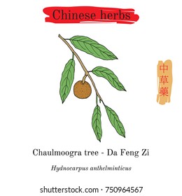 Medicinal herbs of China. Chaulmoogra tree (Hydnocarpus anthelminticus). Hieroglyph translation: Chinese herbal medicine