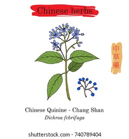Medicinal herbs of China. Chinese Quinine (Dichroa febrifuga). Hieroglyph translation: Chinese herbal medicine