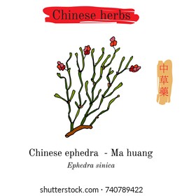 Medicinal herbs of China. Ephedra sinica. Hieroglyph translation: Chinese herbal medicine