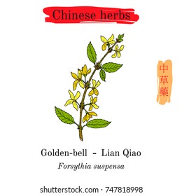 Medicinal herbs of China. Golden bell (Forsythia suspensa). Hieroglyph translation: Chinese herbal medicine