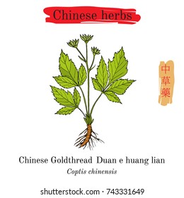 Medicinal herbs of China. Goldthread (Coptis chinensis). Hieroglyph translation: Chinese herbal medicine