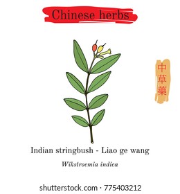 Medicinal herbs of China. Indian stringbush (Wikstroemia indica). Hieroglyph translation Chinese herbal medicine