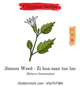Medicinal herbs of China. Jimson weed (Datura stramonium). Hieroglyph translation: Chinese herbal medicine