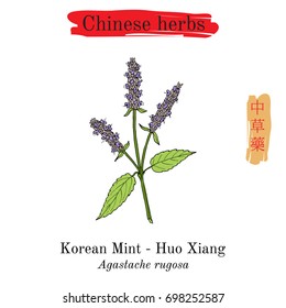 Medicinal herbs of China. Korean mint (Agastache rugosa), or blue licorice, purple giant hyssop. Hieroglyph translation: Chinese herbal medicine