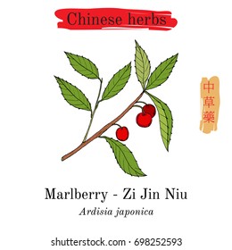 Medicinal herbs of China. Marlberry (Ardisia japonica). Hieroglyph translation: Chinese herbal medicine