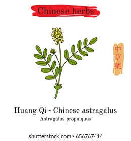 Medicinal herbs of China. Milkvetch, Chinese astragalus. Hieroglyph translation: Chinese herbal medicine