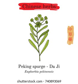 Medicinal herbs of China. Peking spurge (Euphorbia pekinensis). Hieroglyph translation: Chinese herbal medicine