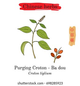 Medicinal herbs of China. Purging Croton (Croton tiglium). Hieroglyph translation: Chinese herbal medicine