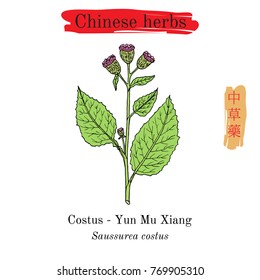 Medicinal herbs of China. Saussurea costus, or kuth. Hieroglyph translation: Chinese herbal medicine