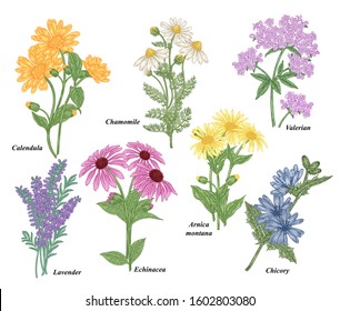 Medicinal herbs collection. Chamomile, Calendula, Echinacea, Valerian, Lavender, Arnica montana, Chicory flowers. Vector illustration botanical. Colorful engraved style.