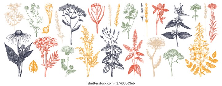 Medicinal herbs collection in color. Vector set of hand drawn  herbs, weeds and meadows. Vintage plants with insects illustration. Botanical elements in engraved style. Wild flowers outlines set.