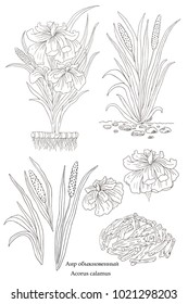 Medicinal herbs collection. Vector hand drawn illustration of a plant Acorus calamus on a white backround