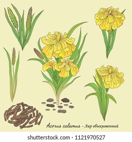 Medicinal herbs collection. Vector hand drawn illustration of a plant Acorus calamus on a light backround