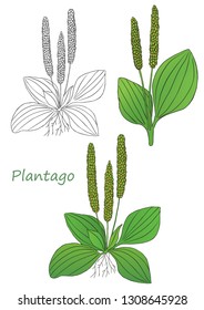 Medicinal herbs collection. Vector hand drawn illustration of a plant plantago