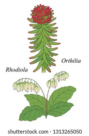 Medicinal herbs collection. Vector hand drawn illustration of  plants  rhodiola and orthilia on a white backround