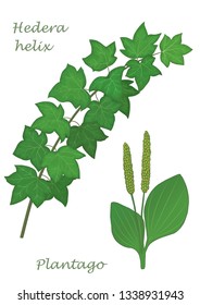 Medicinal herbs collection. Vector hand drawn illustration of plants hedera helix and plantago