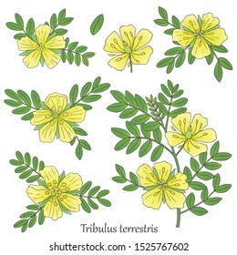 Medicinal herbs collection. Vector hand drawn illustration of a plant Tribulus Terrestris on a white backround