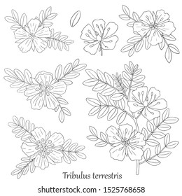 Medicinal herbs collection. Vector hand drawn illustration of a plant Tribulus Terrestris on a white backround