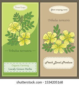 Medicinal herbs collection. Vector hand drawn illustration of a plant Tribulus Terrestris. Flyer template