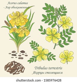 Medicinal herbs collection. Vector hand drawn illustration of plants tribulus terrestris and acorus calamus