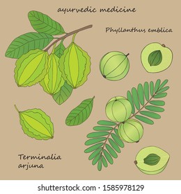 Medicinal herbs collection. Vector hand drawn illustration of plants phyllanthus emblica and terminalia arjuna