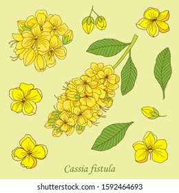 Medicinal herbs collection. Vector hand drawn illustration of a medicinal plant Cassia fistula
