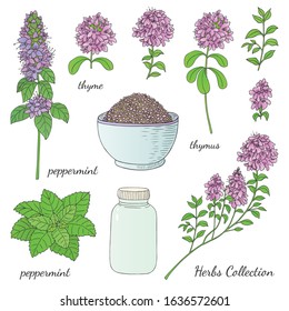 Medicinal herbs collection. Vector hand drawn colored illustration of peppermint and thyme plants