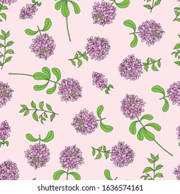 Medicinal herbs collection. Vector hand drawn seamless pattern with thymus plant on a light pink background