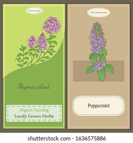 Medicinal herbs collection. Vector hand drawn illustration of peppermint and thyme plants. Two defferent flyer templates