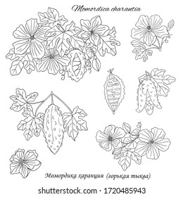 Medicinal herbs collection. Vector hand drawn illustration of a medicinal plant momordica charantia