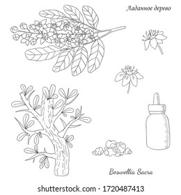 Medicinal herbs collection. Vector hand drawn illustration of a medicinal plant Boswellia Sacra