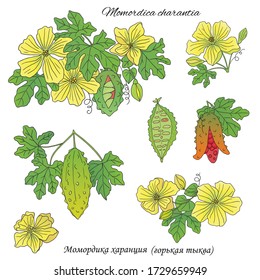 Recogida de hierbas medicinales. Ilustración de una planta medicinal momordica charantia mano vectora