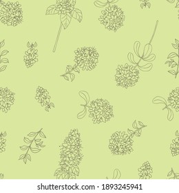 Medicinal herbs collection. Vector hand drawn seamless pattern with thymus plant on a light green background