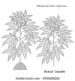 Medicinal herbs collection. Vector illustration with medical plant cannabis on a white background