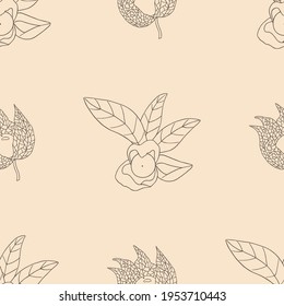 Medicinal herbs collection. Vector seamless pattern with a plant ashwagandha on a light background