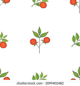 Medicinal herbs collection. Vector seamless pattern with a ashwagandha plant on a white blackground