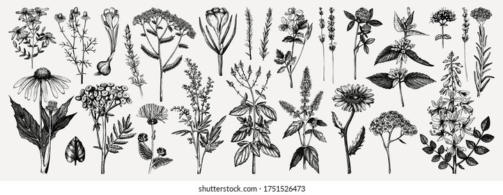 Medicinal herbs collection. Vector set of hand drawn summer florals, herbs, weeds and meadows. Vintage plants illustration. Botanical elements in engraved style. Wild flowers outlines set.