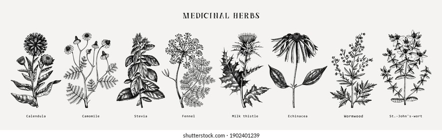 Medicinal herbs collection. Vector set of hand-drawn summer herbs, wildflowers, weeds, and meadows. Vintage aromatic plant illustrations. Herbal tea ingredients. Botanical elements in engraved style. 