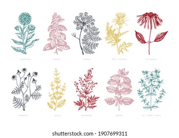 Medicinal herbs collection. Vector set of hand-drawn summer herbs, wildflowers, weeds, and meadows. Vintage aromatic plant illustrations. Herbal tea, cosmetics, perfumery ingredients. 
