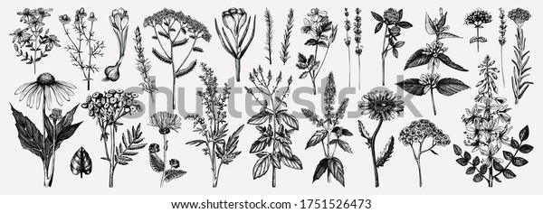 Medicinal\
herbs collection. Vector set of hand drawn summer florals, herbs,\
weeds and meadows. Vintage plants illustration. Botanical elements\
in engraved style. Wild flowers outlines\
set.