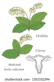 Medicinal herbs collection.Vector hand drawn illustration of a plant orthilia and uterus