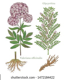 Medicinal herbs collection.Vector hand drawn illustration of plants valerian and glycyrrhiza